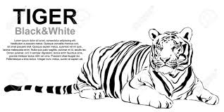 Black and white tiger vector images, illustrations, and clip art. Tiger Sitting Black And White Royalty Free Cliparts Vectors And Stock Illustration Image 81005880