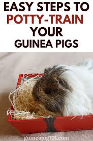 Pin On Small Fury Pets