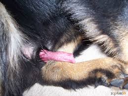The sexiest black dog gives me a very good blowjob