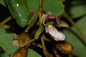 Image result for Pericopsis