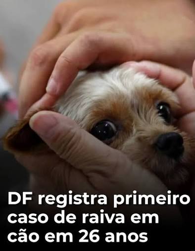 🚨🦠 ALERTA: DISTRITO FEDERAL CONFIRMA RAIVA EM CÃO APÓS 26 ANOS! 🐕 Uma  cadela de quatro anos, residente no Lago Norte, em Brasília, teve  diagnóstico laboratorial confirmado para raiva. O caso representa