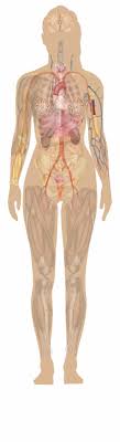 There's a lot of human body diagrams floating around on the internet. Female Chest Anatomy Diagram Female Human Anatomy Human Body Diagram Without Labels Transparent Png Download 3396629 Vippng