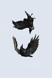 The Dance Black Bird Crow Crows Ravens