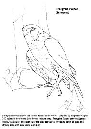 Search through 623,989 free printable colorings at getcolorings. Falcon Coloring Pages Best Coloring Pages For Kids