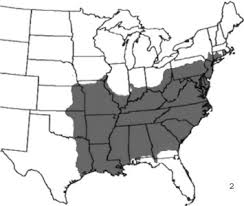 Laticinctus), about two feet long, widely scattered in central and western texas; Venomous Adversaries A Reference To Snake Identification Field Safety And Bite Victim First Aid For Disaster Response Personnel Deploying Into The Hurricane Prone Regions Of North America Wilderness Environmental Medicine