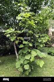 Image result for Menispermaceae