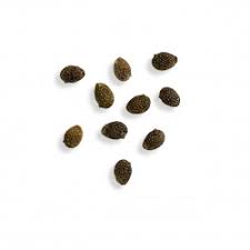 Image result for Adenia gummifera