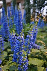 Image result for Coleus thyrsoideus