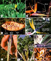 Image result for Strelitziaceae