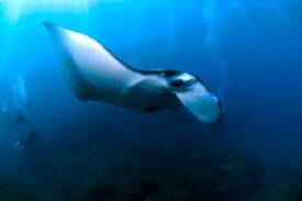 Top 40 Endangered Animals In Indonesia Factsofindonesia Com