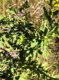 Image result for Schistostephium crataegifolium