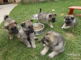 Image result for norský losí pes šedý