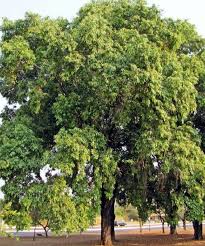 Image result for Syzygium cumini