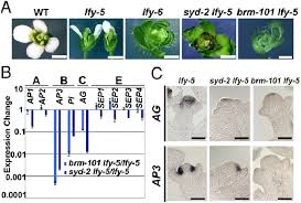 Syd And Brm Are Required For Proper Floral Homeotic Gene Expression Download Scientific Diagram