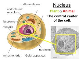 First of all, what is a lysosome? Plant Animal The Control Center Of The Cell Ppt Video Online Download