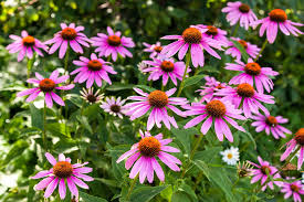 Image result for Echinacea purpurea `Magnus`