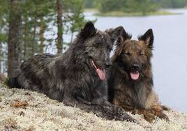 Most dogs that work with the navy seals are belgian malinois. The Confident Hardworking Dutch Shepherd Is Your Next Best Mate K9 Web