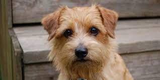 Le Norfolk Terrier Norfolk Terrier Puppies Norfolk Terrier Terrier Dog Breeds