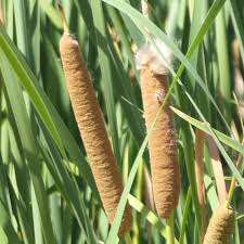 Image result for Typha capensis