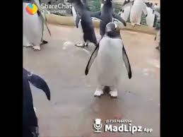 So go ahead and spread happiness to the world. Funny Jokes Video Urdu Hindi Funny Jokes Urdu Or Hindi En Instagram Photos And Videos 6 Youtube