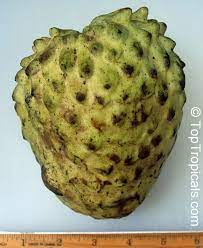 Maybe you would like to learn more about one of these? Annona Cherimola X Annona Squamosa Atemoya Toptropicals Com