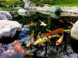 There is so much to know about ponds and especially the delicate balance of a backyard koi fish pond. A Comprehensive Guide To Koi Ponds