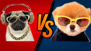 Pomeranian Boo Ozellikleri Youtube