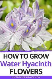 How To Grow Water Hyacinth Flowers Water Garden Plants Pond Plants Water Hyacinth