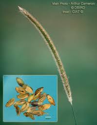 Image result for Setaria