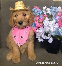 We have been raising premium f1b irish goldendoodle puppies since 2010 and have not looked back. Goldendoodle Puppy Dog For Sale In Johnstown Ohio