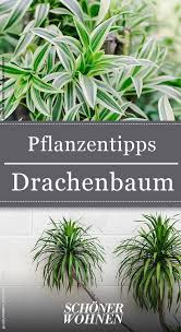 Wissenswertes Zum Drachenbaum Drachenbaum Pflanzen Garten Gartnern Drachenbaum Pflanzen Pflanzen Vermehrung