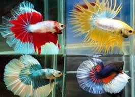 Simak cara merawat ikan cupang di bawah ini! Budidaya Ikan Cupang Untungnya Memang Memikat