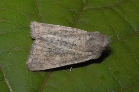 Image result for Photedes fluxa