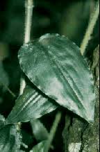 Image result for Aneilema aequinoctiale