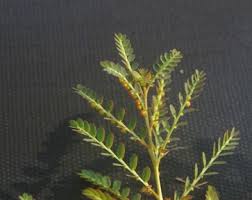 Image result for Phyllanthus parvus