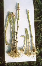 Image result for Striga bilabiata