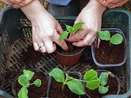 Seed starting mix is much finer in texture, usually only contains peat and vermiculite or perlite, and has no added nutrients. Seed Starting Mix Vs Potting Soil Balcony Garden Web