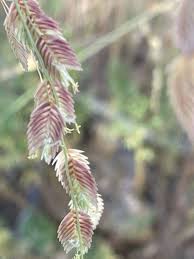 Image result for Eragrostis hispida
