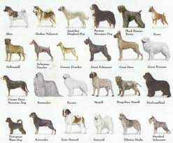 Early socialization and obedience training can make the dog less dangerous. Why Breed Isn T The Only Thing That Matters How I Met My Dog