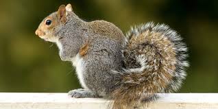 Why you need pest control. How Much Does Squirrel Removal Cost Varmint Gone