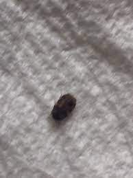 The small black bugs that sometimes emerge from the bathtub and sink drains are known as drain flies, but this flies can also be called drainage moths although drainage flies usually do not transmit disease, it is better to discard them permanently. Suddenly I Have A Lot Of Tiny Black Bugs In My House Can You Provide Me Some Info Solutions 648858 Ask Extension