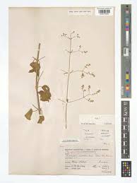 Image result for Psilotrichum