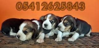 bestdog heaven bursa kopek ciftligi kopek ilanlari yavru kopek beagle kopek yavru kopek