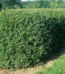 Image result for ligustrum ovalifolium