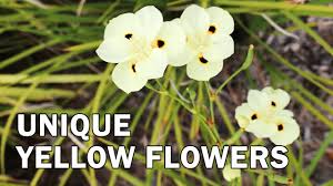Image result for Dietes flavida