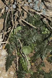 Image result for Asplenium aethiopicum