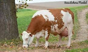Vaca Simmental Vacas Lecheras Mundial Facebook