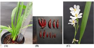 Image result for Eleutherine bulbosa