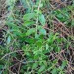 Image result for Lycium mascarenense