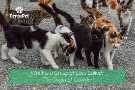 Alternate collective nouns for a group of domestic cats include clutter, pounce, glare, nuisance, cluster and glaring. What Is A Group Of Cats Called The Origin Of Clowder Certapet